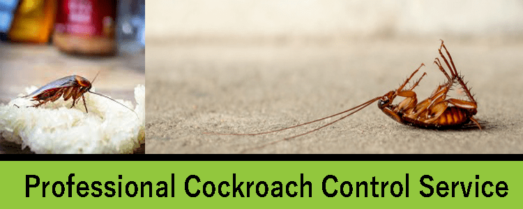 Professional Cockroach Control Service